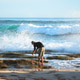Photographer at the Ocean in Victoria, Australia Photographer at the Ocean in Victoria, Australia - PhotoDune Item for Sale