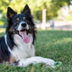 Border collie dog resting on grass in park Border collie dog resting on grass in park - PhotoDune Item for Sale