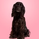 black cocker spaniel in front of pastel pink gradient background black cocker spaniel in front of pastel pink gradient background - PhotoDune Item for Sale