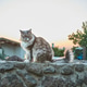 Long-haired cat sitting on a stone wall at sunset, surrounded by soft light Long-haired cat sitting on a stone wall at sunset, surrounded by soft light - PhotoDune Item for Sale