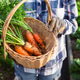 Backyard winter harvest Backyard winter harvest - PhotoDune Item for Sale