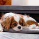 Cavalier King Charles Spaniel Blenheim. portrait of a cute puppy. dog at home Cavalier King Charles Spaniel Blenheim. portrait of a cute puppy. dog at home - PhotoDune Item for Sale