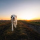 Senior Labrador Retriever walking on countryside dirt road during sunrise Senior Labrador Retriever walking on countryside dirt road during sunrise - PhotoDune Item for Sale