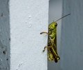 Green textured grasshopper on a white fence. Green textured grasshopper on a white fence. - PhotoDune Item for Sale