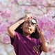 Curious African Girl Exploring Pink Blossoms with Magnifying Glass in Spring Curious African Girl Exploring Pink Blossoms with Magnifying Glass in Spring - PhotoDune Item for Sale