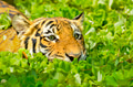 Portrait of a Malayan tiger (Panthera tigris jacksoni). Portrait of a Malayan tiger (Panthera tigris jacksoni). - PhotoDune Item for Sale