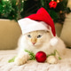 Festive Adorable Cat with Santa Hat and Christmas Ornament Portrait Session near Christmas Tree. Festive Adorable Cat with Santa Hat and Christmas Ornament Portrait Session near Christmas Tree. - PhotoDune Item for Sale