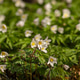 White Wood Anemone Flowers Blooming in Spring Forest White Wood Anemone Flowers Blooming in Spring Forest - PhotoDune Item for Sale