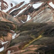 mountain iceland Laugavegur hiking mountain iceland Laugavegur hiking - PhotoDune Item for Sale