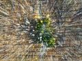 Drone view of a dead and young forest. Landscape from the air on an autumn forest. Alberta, Canada Drone view of a dead and young forest. Landscape from the air on an autumn forest. Alberta, Canada - PhotoDune Item for Sale