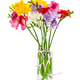 Blooming Freesia. Isolated on white background. Blooming Freesia. Isolated on white background. - PhotoDune Item for Sale
