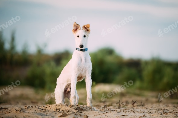 Hunting Sighthound Dog Breeds Puppy Of Russian Wolfhound Hunting
