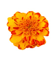 Marigold flower isolated on white background. Marigold flower isolated on white background. - PhotoDune Item for Sale