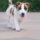 woman walking her jack Russel terrier puppy in the city park woman walking her jack Russel terrier puppy in the city park - PhotoDune Item for Sale