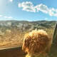 Sight seeing travel with dog peering out vehicle window on scenic highway route through mountains Sight seeing travel with dog peering out vehicle window on scenic highway route through mountains - PhotoDune Item for Sale