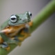 The green tree frog, Rhacophorus reinwardtii The green tree frog, Rhacophorus reinwardtii - PhotoDune Item for Sale