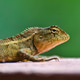 Oriental Garden Lizard on Green Background Oriental Garden Lizard on Green Background - PhotoDune Item for Sale