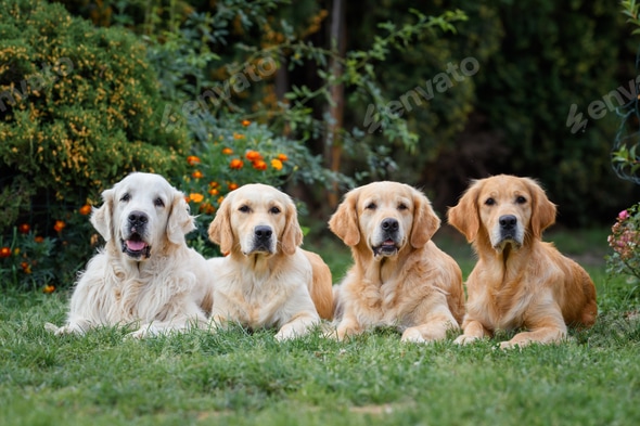 Four golden retriever dogs of different colors on a walk in the