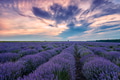 lavender lavender - PhotoDune Item for Sale