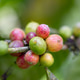 Ripening coffee cherries growing on a branch Ripening coffee cherries growing on a branch - PhotoDune Item for Sale