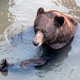 A grizzly bear taking a bath in a small pond. A grizzly bear taking a bath in a small pond. - PhotoDune Item for Sale