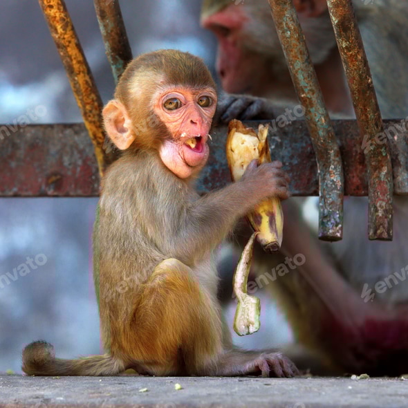 Funny baby monkey eating a banana in Myanmar Stock Photo by wirestock