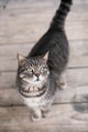 Cute domestic cat Cute domestic cat - PhotoDune Item for Sale