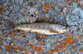 Close up of brown trout or Salmo trutta Close up of brown trout or Salmo trutta - PhotoDune Item for Sale
