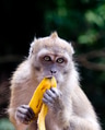 Monkey sits and eats banana Monkey sits and eats banana - PhotoDune Item for Sale