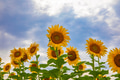 Field of sunflowers Field of sunflowers - PhotoDune Item for Sale