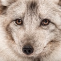 Close-up of a Arctic fox, Vulpes lagopus, also known as the white fox, polar fox or snow fox Close-up of a Arctic fox, Vulpes lagopus, also known as the white fox, polar fox or snow fox - PhotoDune Item for Sale