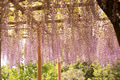 Purple wisteria cascades beautifully from a trellis Purple wisteria cascades beautifully from a trellis - PhotoDune Item for Sale