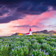 Ramarkable view of Vikurkirkja christian church in blooming lupine flowers. Ramarkable view of Vikurkirkja christian church in blooming lupine flowers. - PhotoDune Item for Sale