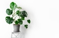Monstera deliciosa or Swiss cheese plant in a gray concrete flower pot Monstera deliciosa or Swiss cheese plant in a gray concrete flower pot - PhotoDune Item for Sale
