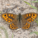 Wall Brown Butterfly Lasiommata megera Wall Brown Butterfly Lasiommata megera - PhotoDune Item for Sale