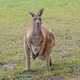 Western Grey Kangaroo Western Grey Kangaroo - PhotoDune Item for Sale