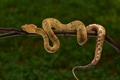 Craspedocephalus puniceus, venomous viper snake on the branch Craspedocephalus puniceus, venomous viper snake on the branch - PhotoDune Item for Sale