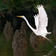 A Great Egret Taking Flight A Great Egret Taking Flight - PhotoDune Item for Sale