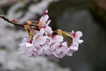 Beautiful cherry blossom flower in Japan Beautiful cherry blossom flower in Japan - PhotoDune Item for Sale