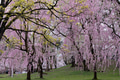 Beautiful cherry blossom flower in Japan Beautiful cherry blossom flower in Japan - PhotoDune Item for Sale