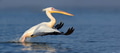 Great white pelican Great white pelican - PhotoDune Item for Sale