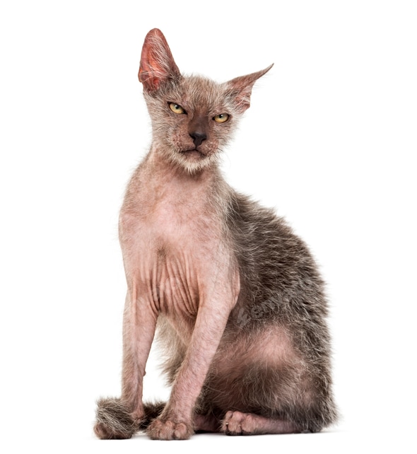 Animal Lykoi Cat For Sale Kitten Lykoi Cat, Months Old, Also