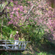 Portrait image of a woman looking at a pink cherry blossom flower in the park Portrait image of a woman looking at a pink cherry blossom flower in the park - PhotoDune Item for Sale