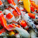 Top view of carp or carp fish in the pond with black background. Top view of carp or carp fish in the pond with black background. - PhotoDune Item for Sale
