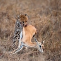 Cheetah carrying prey, Serengeti National Park, Tanzania, Africa Cheetah carrying prey, Serengeti National Park, Tanzania, Africa - PhotoDune Item for Sale