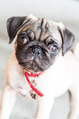 An adorable cute pug puppy An adorable cute pug puppy - PhotoDune Item for Sale