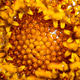 Close-up view of yellow flower center showing details of petals and structure Close-up view of yellow flower center showing details of petals and structure - PhotoDune Item for Sale
