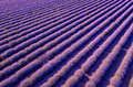 lavender carpet lavender carpet - PhotoDune Item for Sale