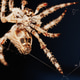 Macro close up spider on a web Macro close up spider on a web - PhotoDune Item for Sale