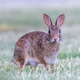 Field Desert Cottontail Bunny Rabbit Field Desert Cottontail Bunny Rabbit - PhotoDune Item for Sale